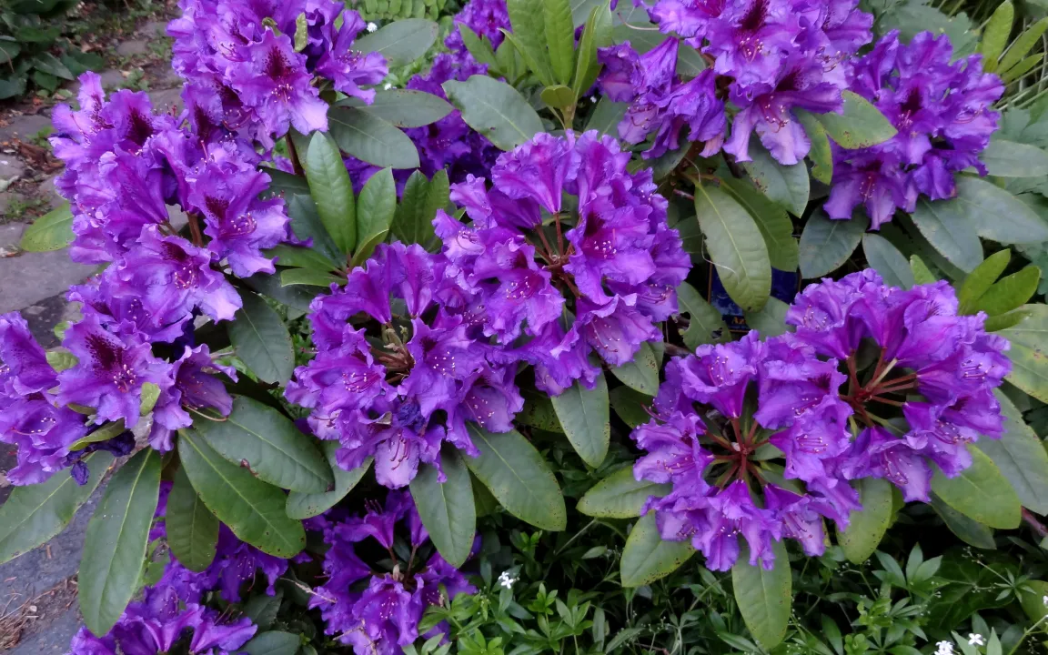 Wenn Pflanzen Gelbsucht bekommen .........