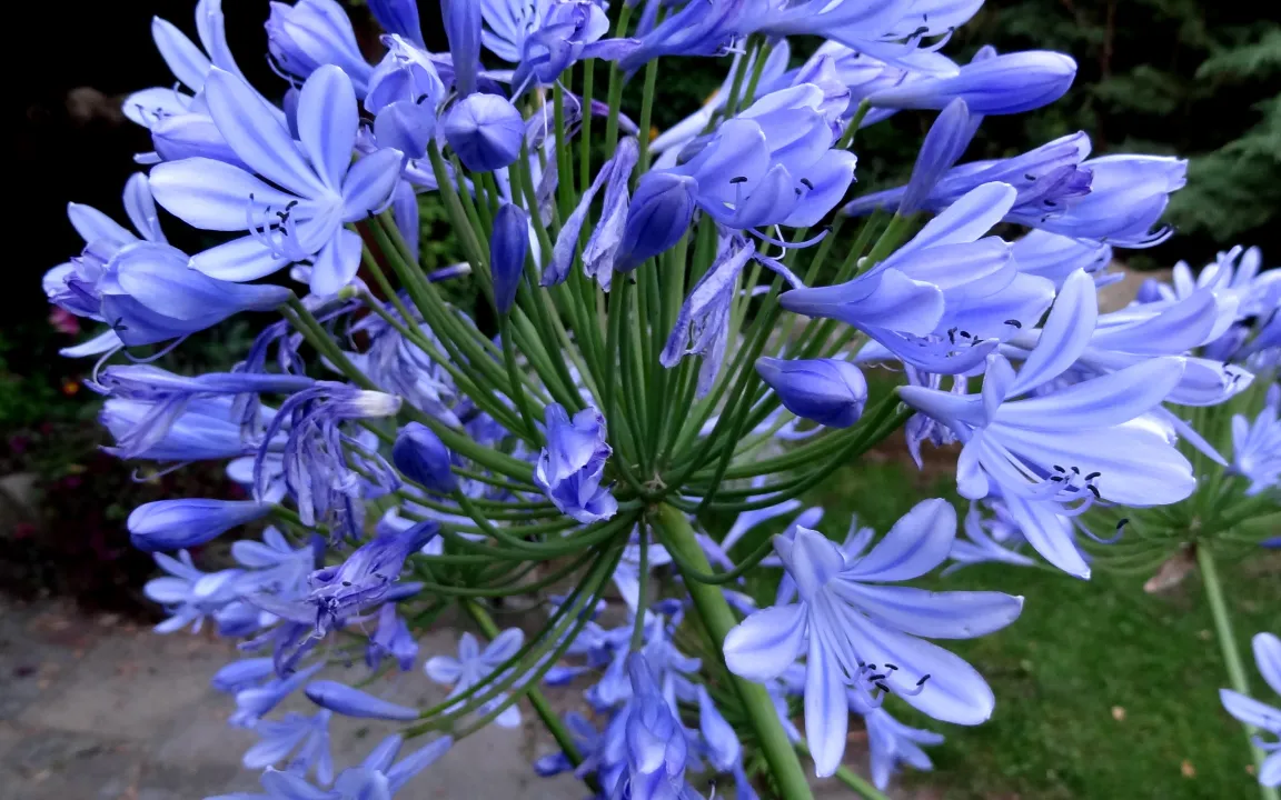 Ärger mit dem Agapanthus