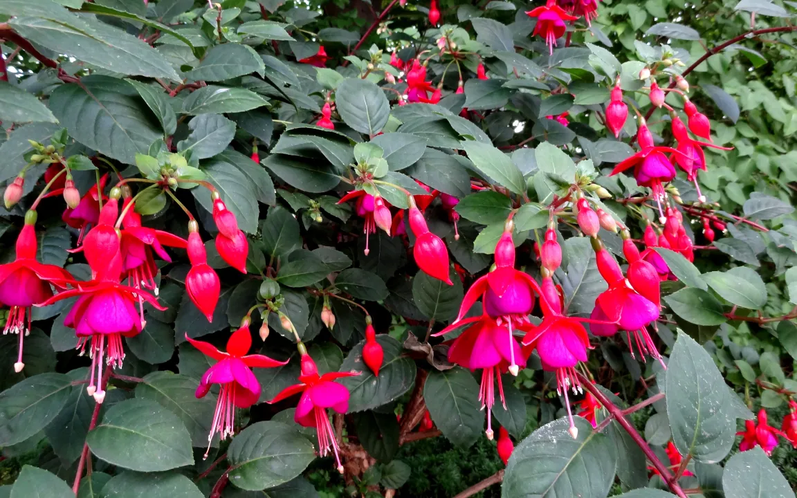 Kübelpflanzen richtig einräumen, gesund überwintern