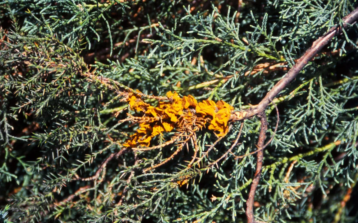Sporeninvasion vom Wacholder bei Birnbäumen