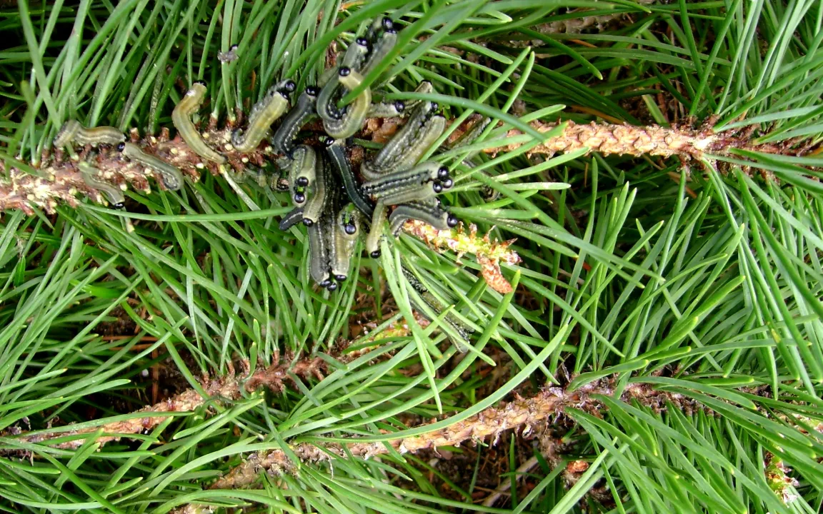 Wenn die Larven der Buschhornblattwespen Kiefernnadeln fressen .....