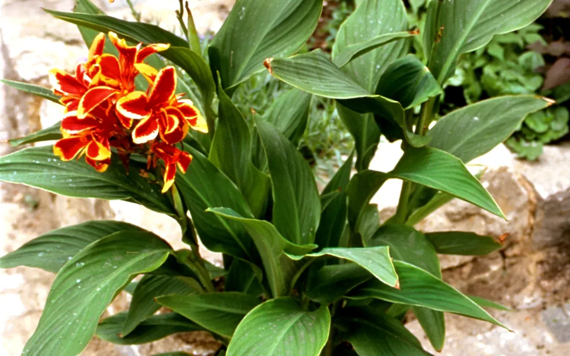 Pflanzenschutz bei Zimmerpflanzen