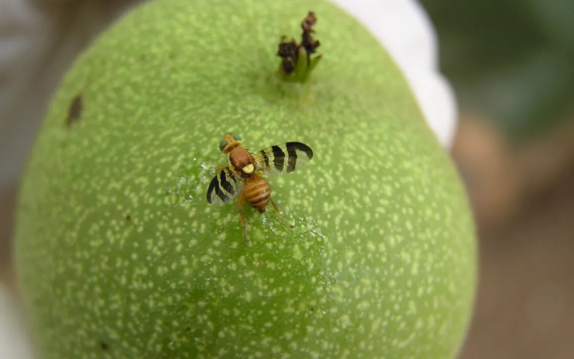 Wo die Walnussfruchtfliege drin ist, hört der Genuss auf