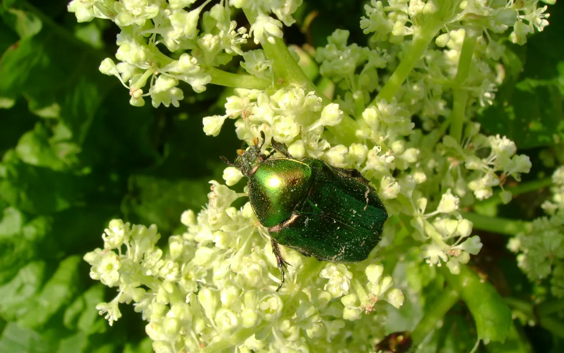 Fliegende Edelsteine im Garten sind meist Gemeine Rosenkäfer 