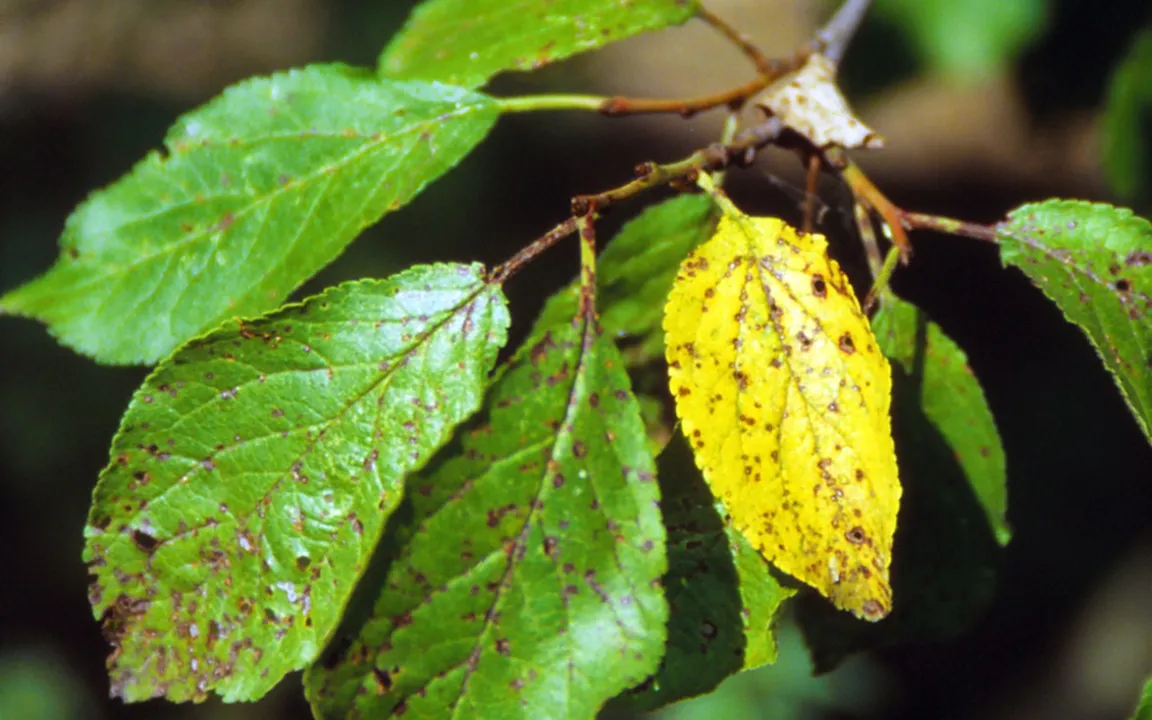 Sprühflecken lassen die Blätter vorzeitig abfallen