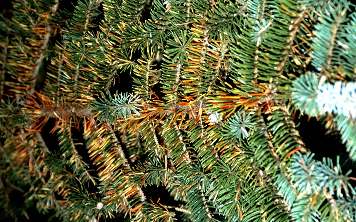 Grüne Fichtenblattlaus verursacht kahle Stellen an Blaufichten