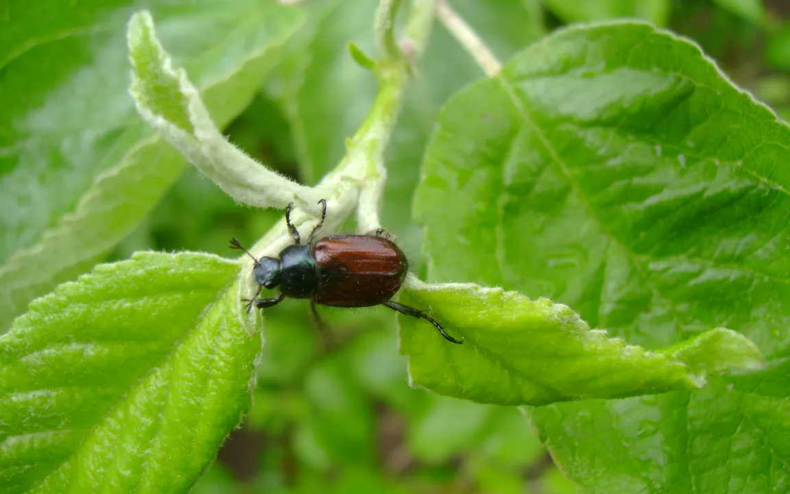 Gartenlaubkäfer: Invasion an sonnigen Vormittagen