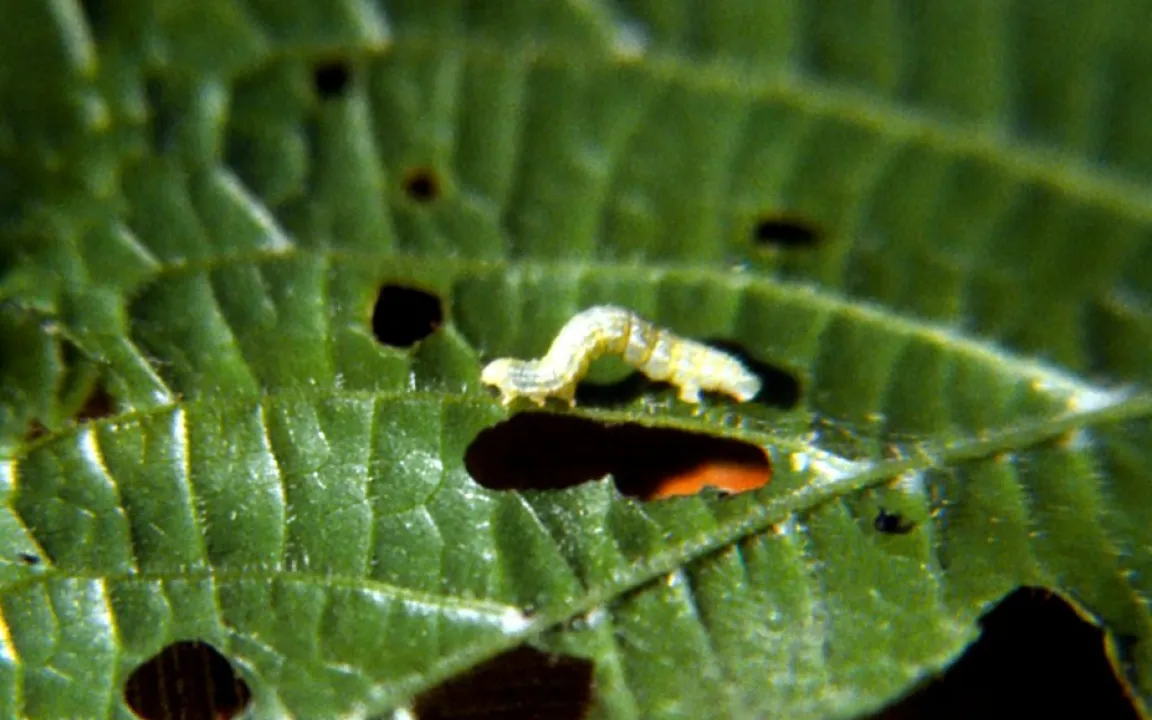 Frostspanner-Schmetterlinge werden abends munter