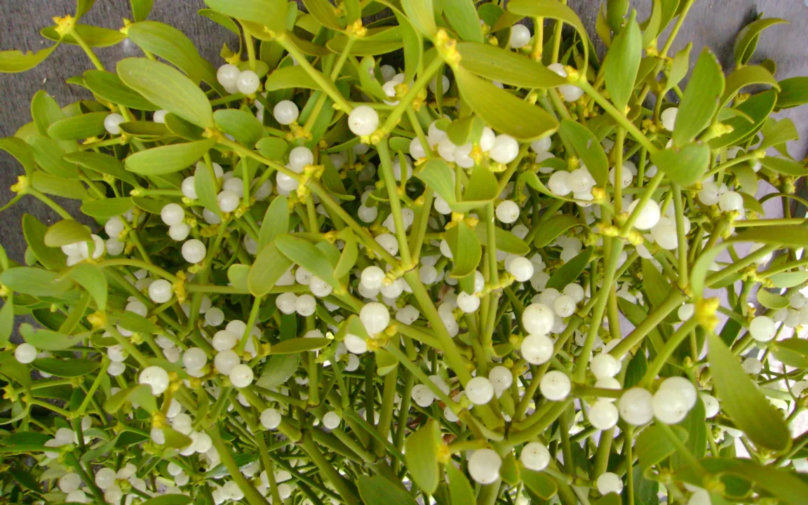 Die Mistel – göttlich und geheimnisvoll