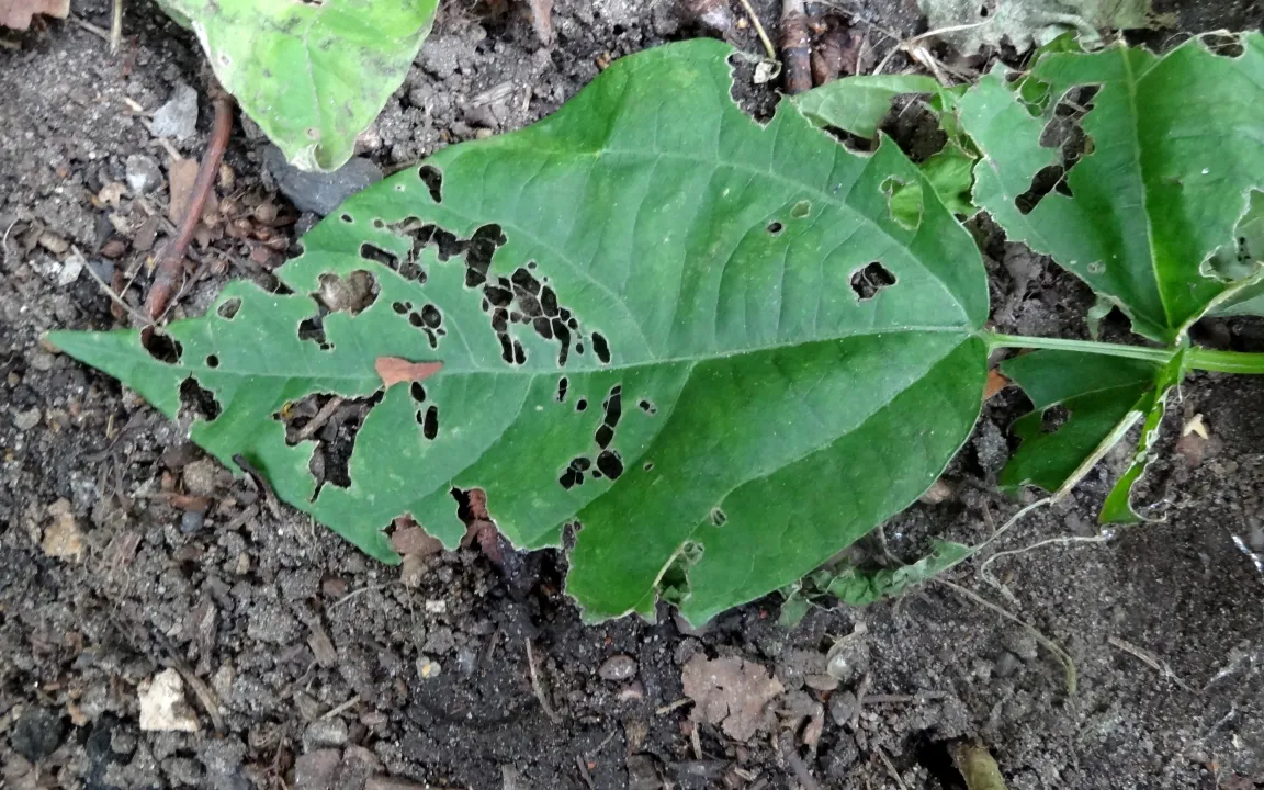 Asseln in Haus und Garten: schädlich oder nicht?