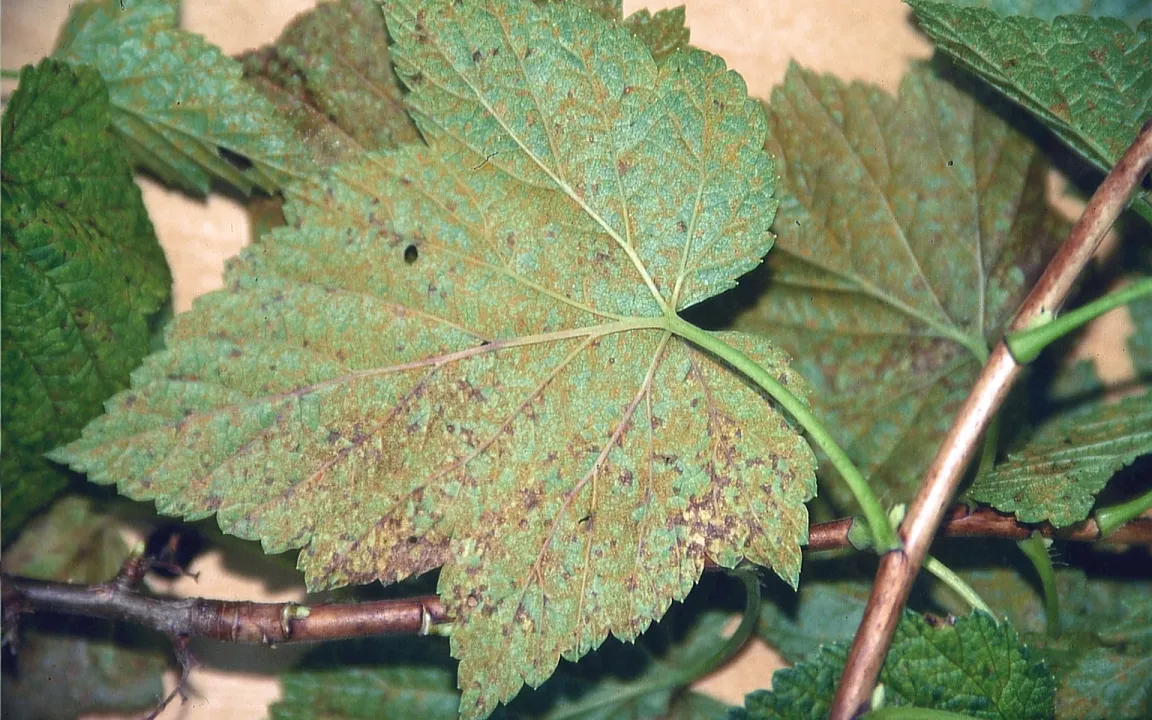 Der Weymouthskiefernblasenrost