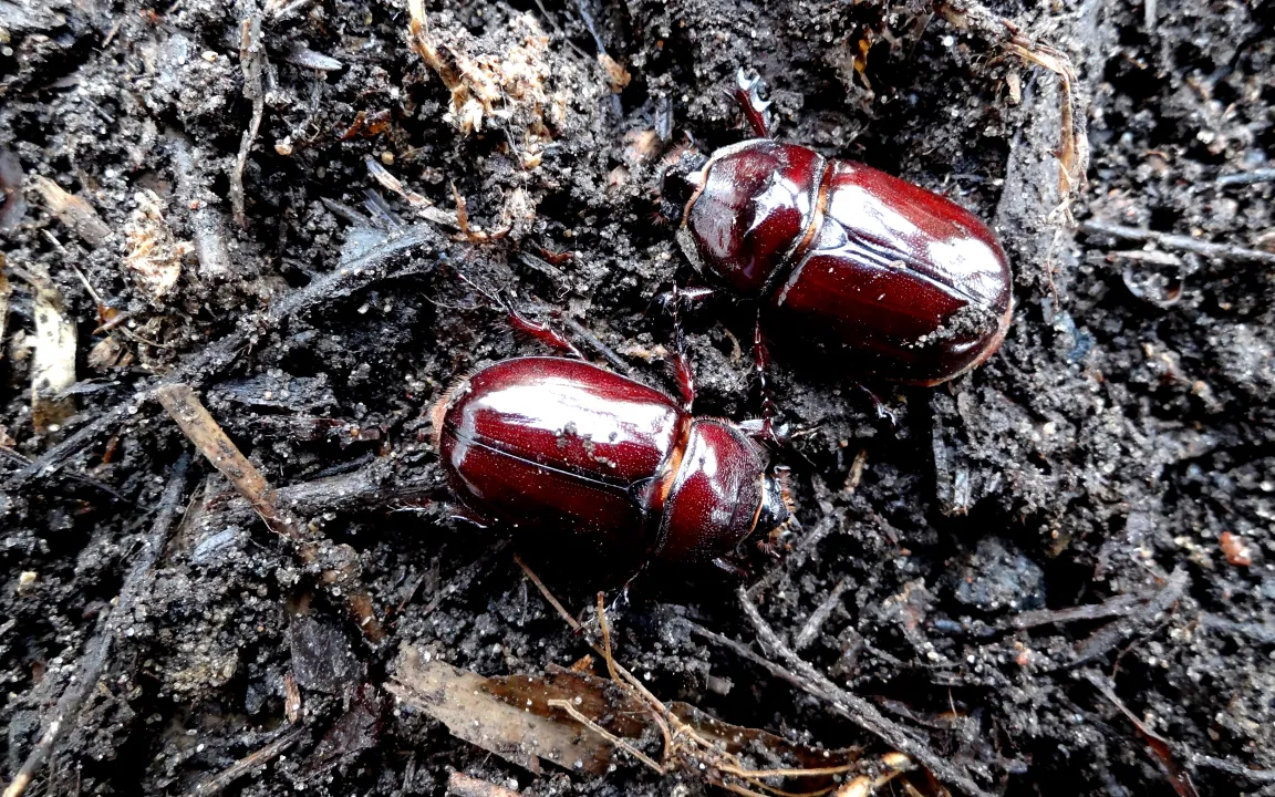 Imposant und gar nicht schädlich: Nashornkäfer bereichern die Gartenfauna