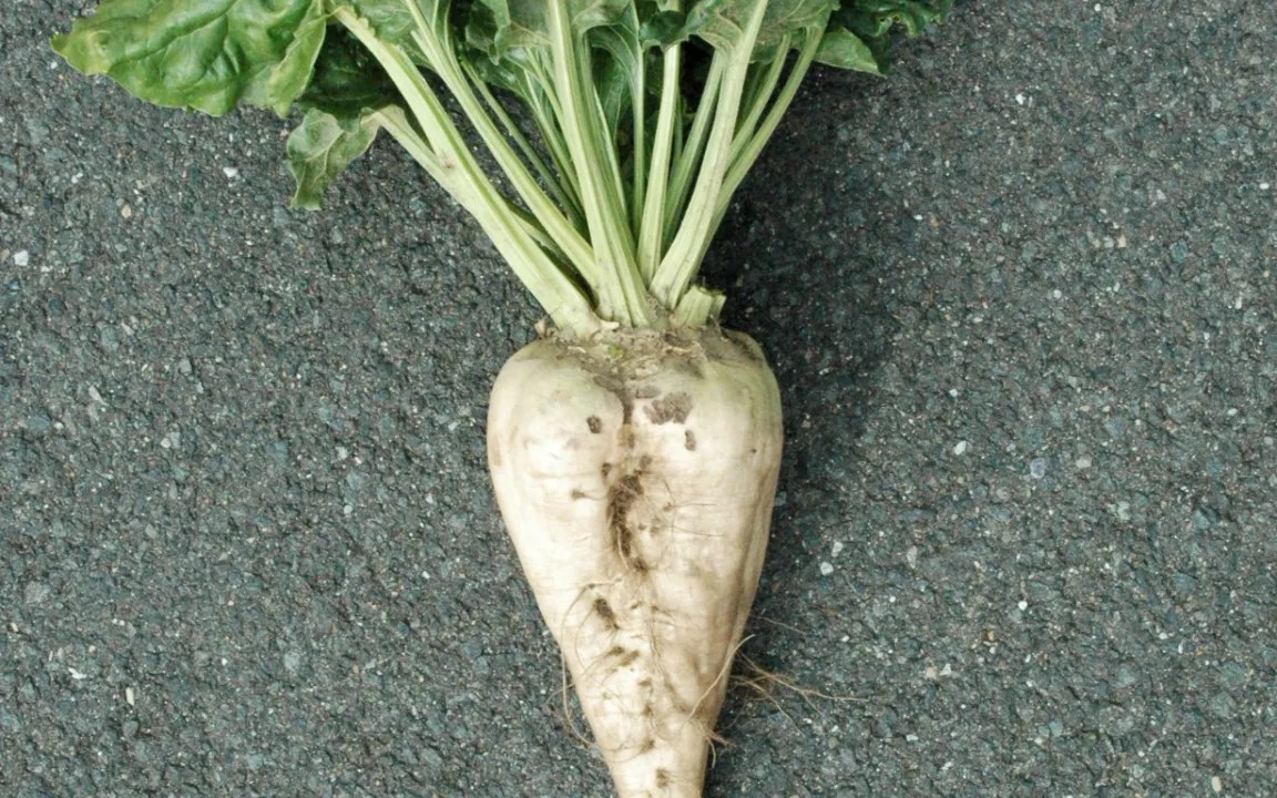 Der Wurm, der aus der Tiefe kommt, gefährdet die Rübengesundheit