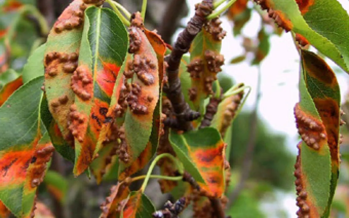 Birnengitterrost – jetzt auch an Früchten 