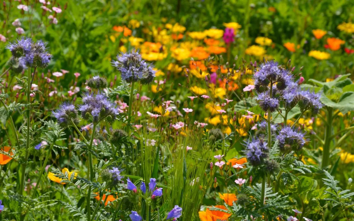 Greening macht Landschaften jetzt bunter