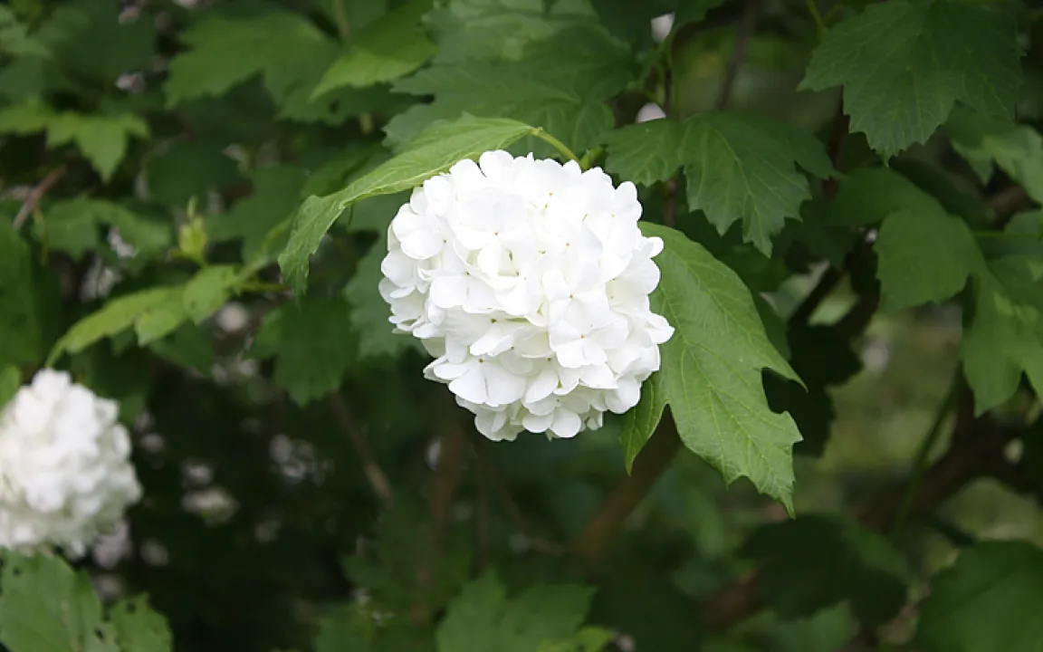 Blattkäfer gefährdet den Schneeball 