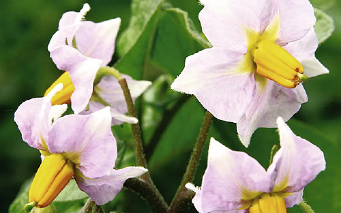 Kartoffeln aus dem eigenen Garten 