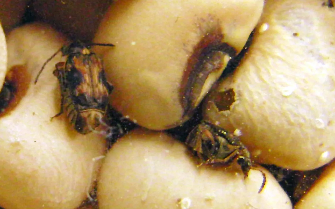 Lauschangriff auf Kornkäfer