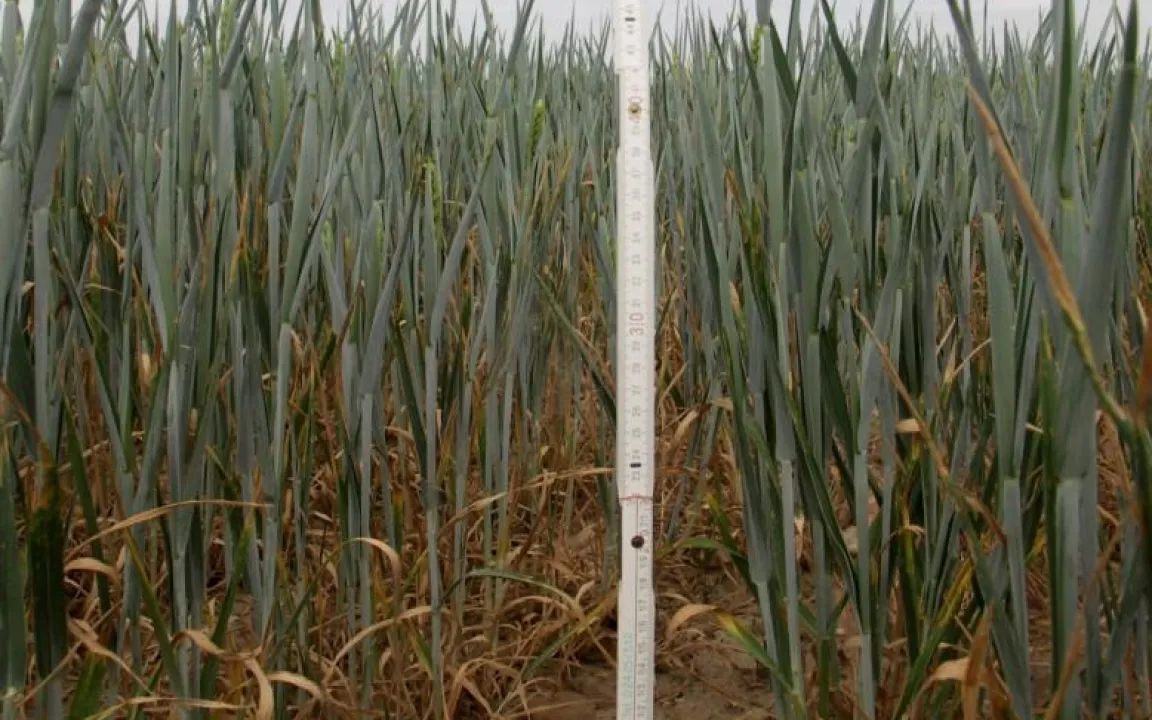 Allzu schönes Wetter bereitet Landwirten Sorgen