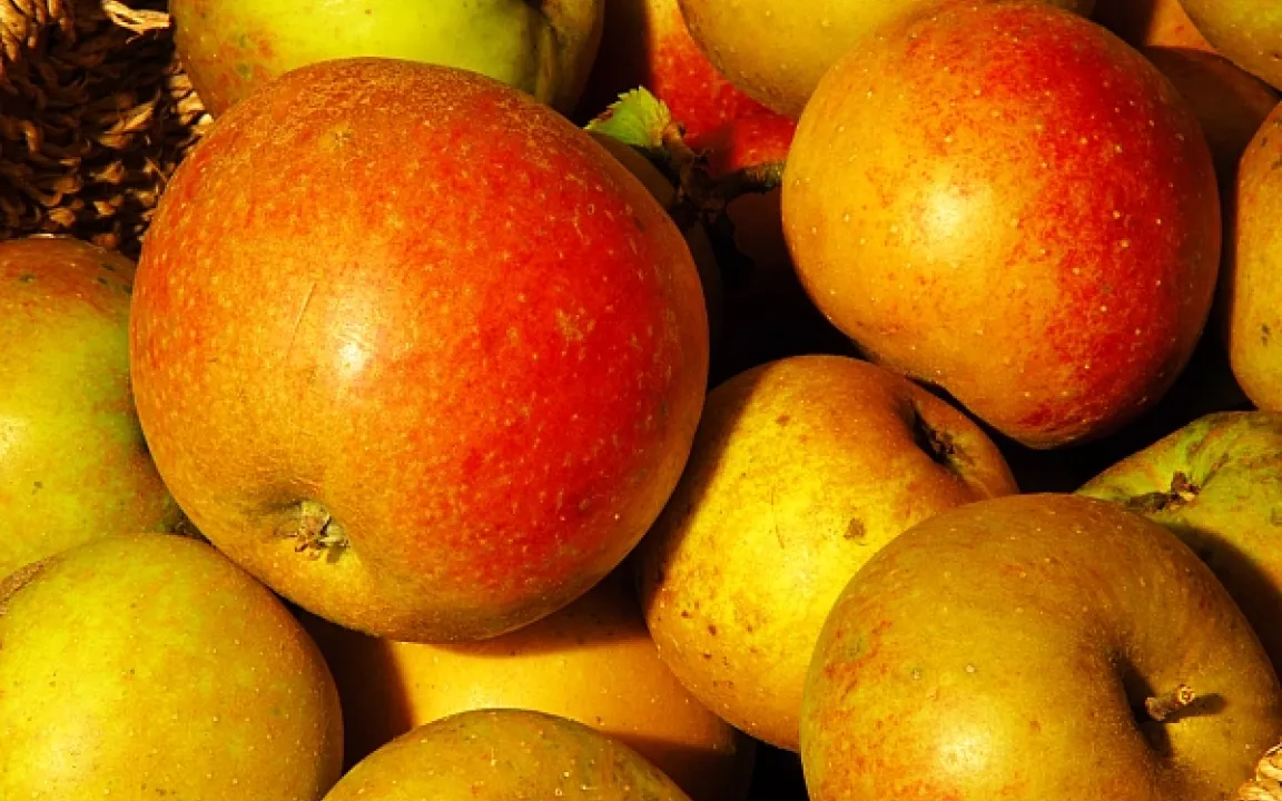 Ein Festtag für Elstar, Jonagold & Co.