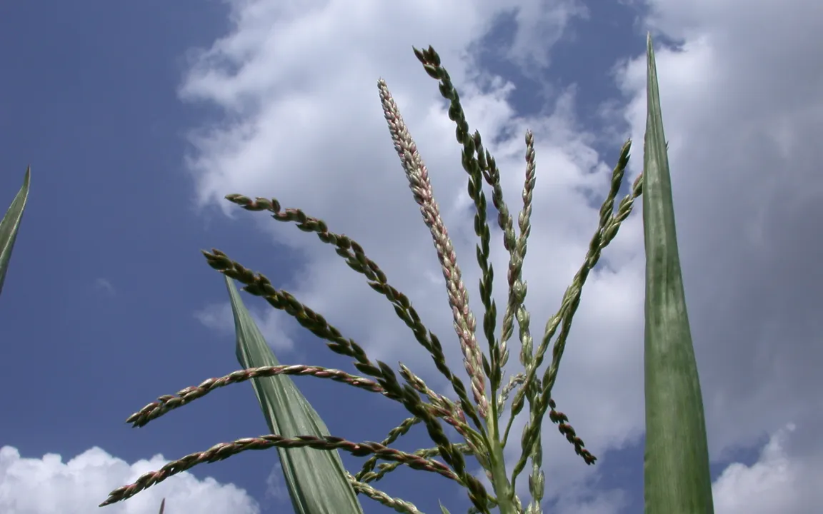 Gentechnik: Lassen sich Risikobewertungen für Europa standardisieren?