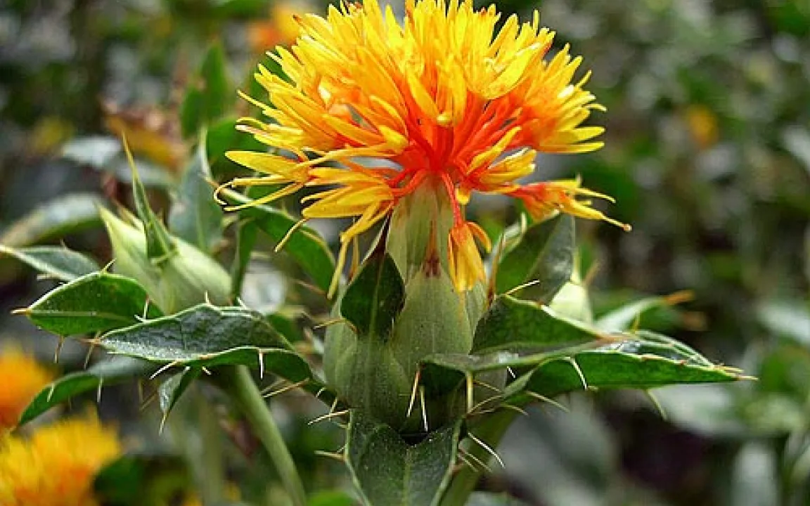 Färberdistel oder Saflor: Ein Nischenprodukt mit Potenzial