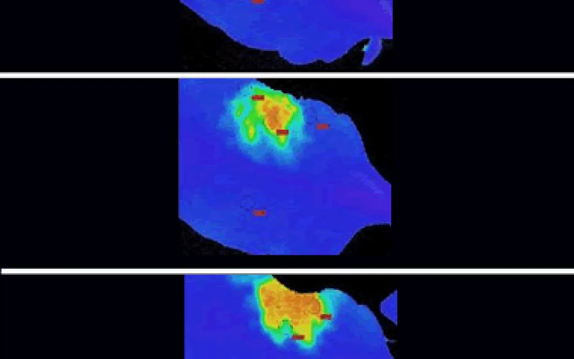 Früherkennung von Pflanzenschädlingen mit „blauem Licht“ 
