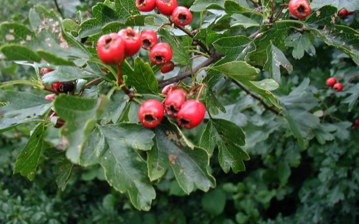 Birnenprachtkäfer: Vorliebe für Weißdorn-Bäume