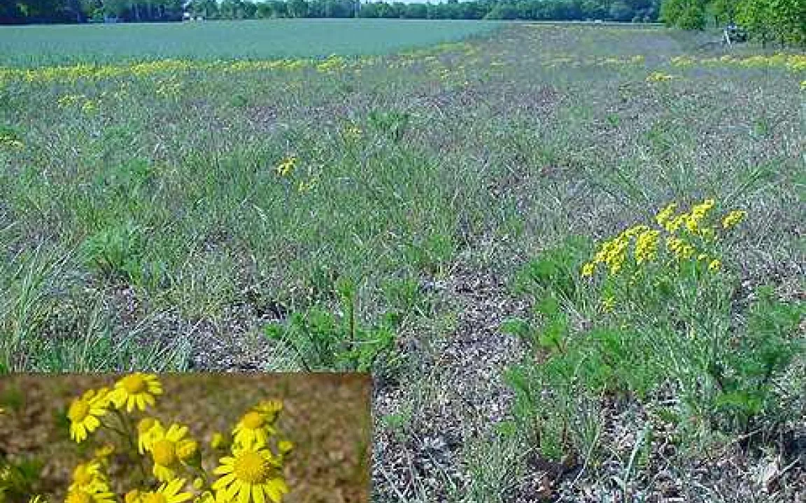 Das giftige Jakobskreuzkraut rechtzeitig eindämmen