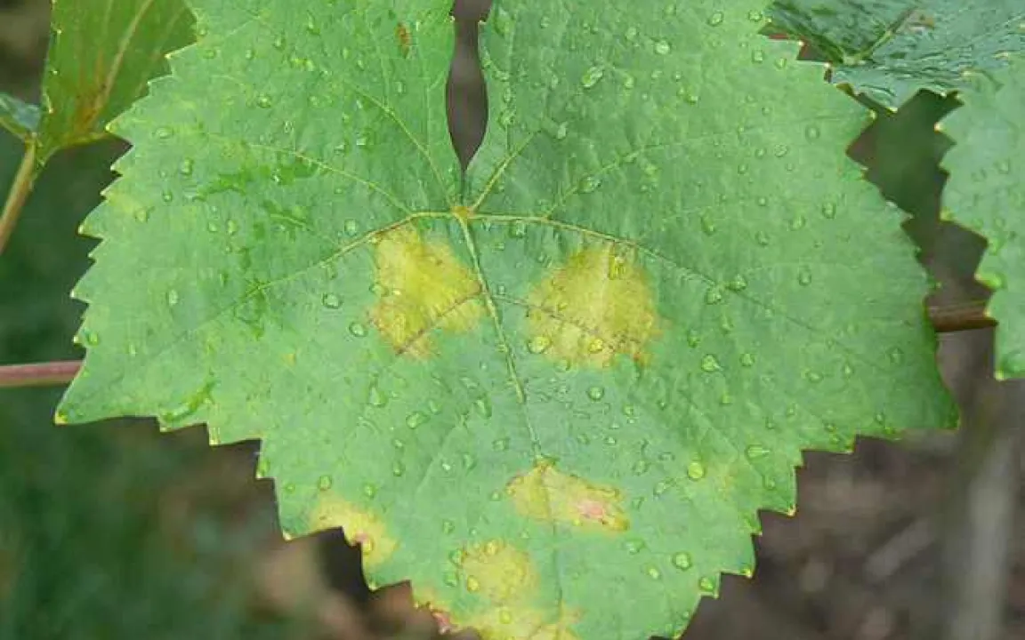 Peronospora macht Wein und Winzern zu schaffen