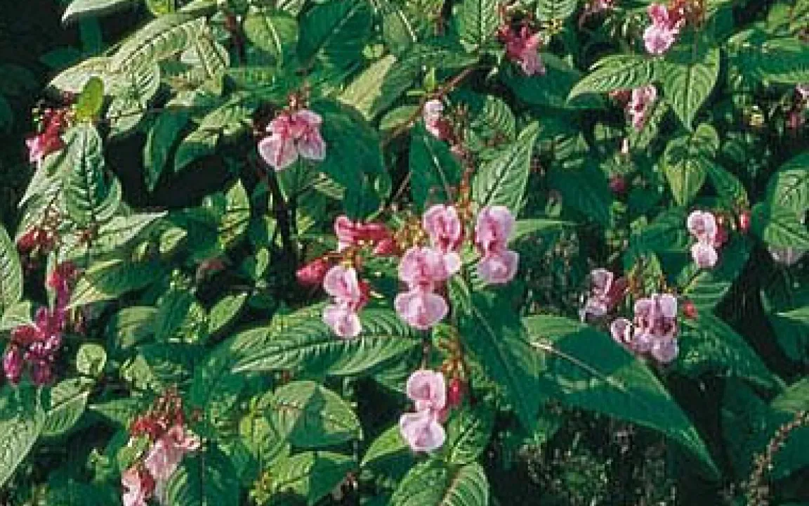 Ein umstrittener Einwanderer – das Indische Springkraut