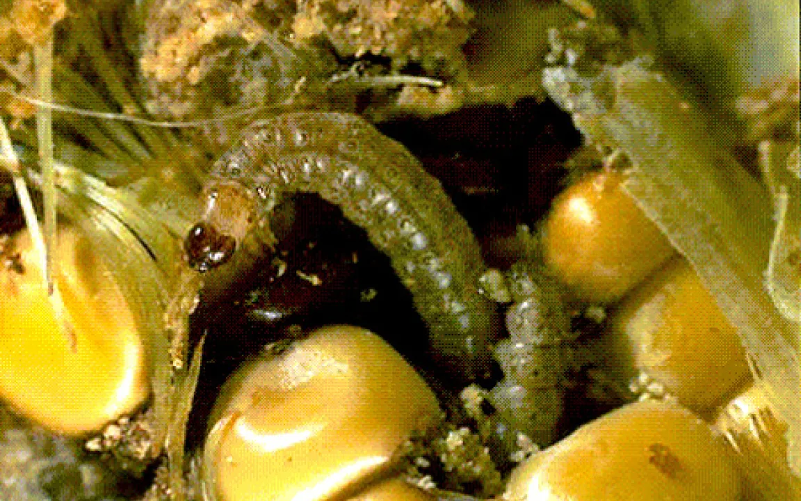 Angst vor MON810-Mais unbegründet 