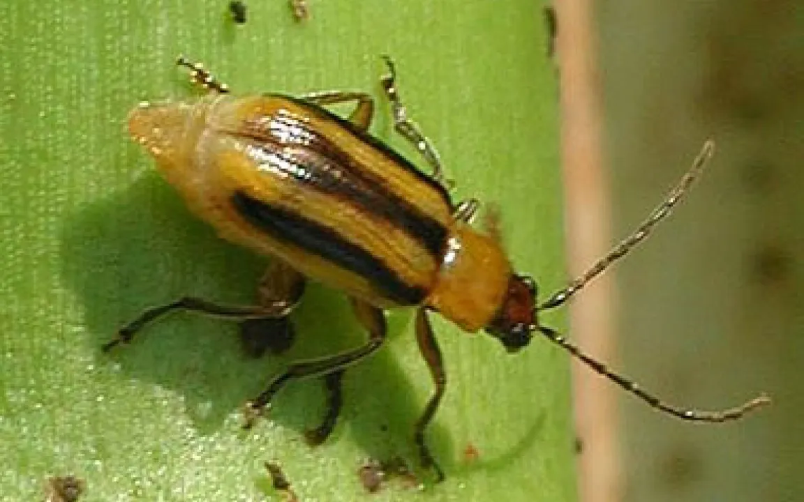 Der Westliche Maiswurzelbohrer attackiert erstmalig Mais in Deutschland