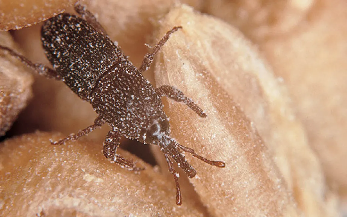 Sauberes Getreide für leckere Backwaren