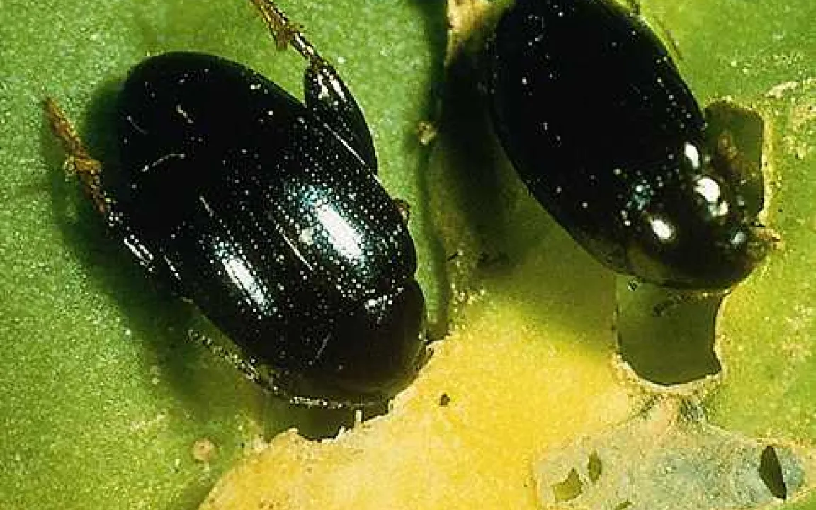 Der Rapserdfloh ist wieder da