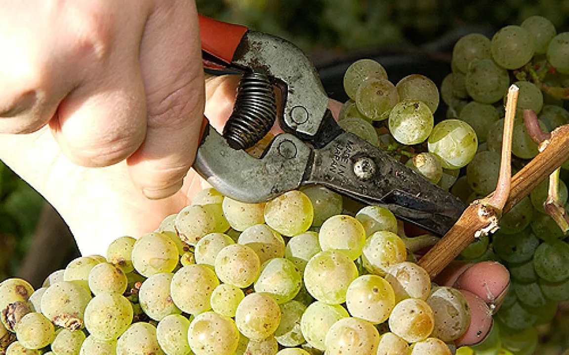 Spitzen-Weinlese trotz Wetterkapriolen