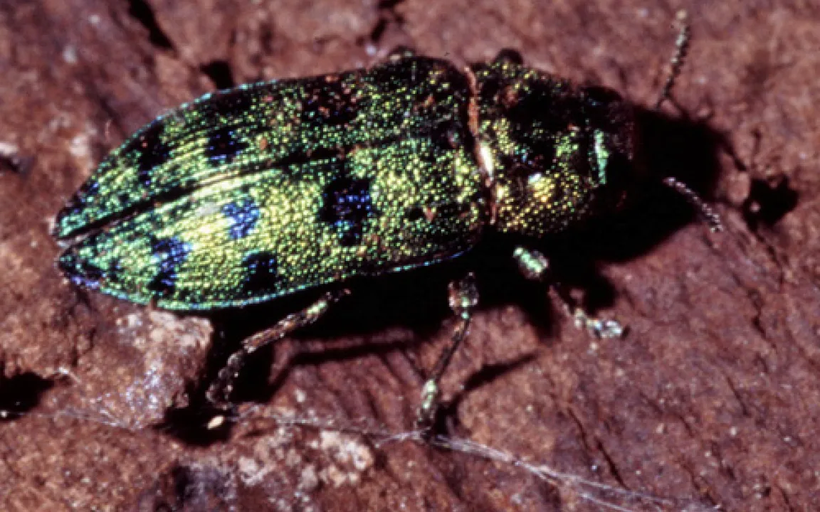 Geschützter Schädling bedroht Thuja 