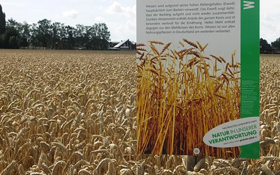 Weizenernte 2008: Schätzen und Gewinnen 