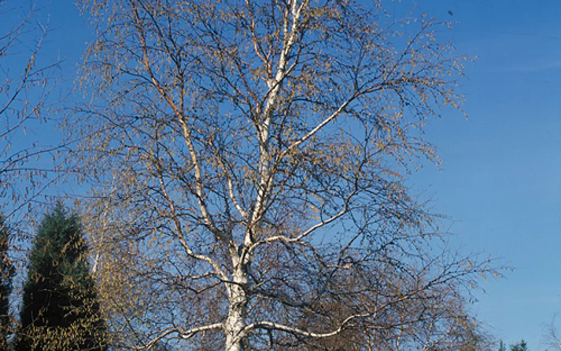 Zahlen, Daten, Fakten 10/06