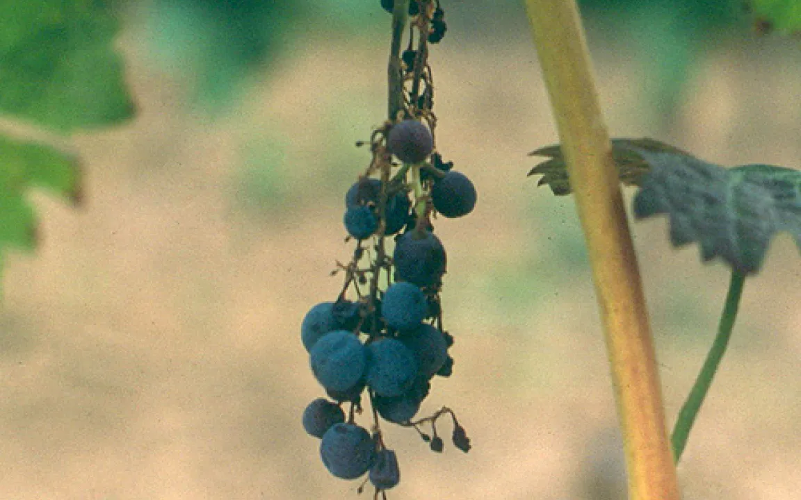 Kranke Reben in der Nähe von Brennnesseln