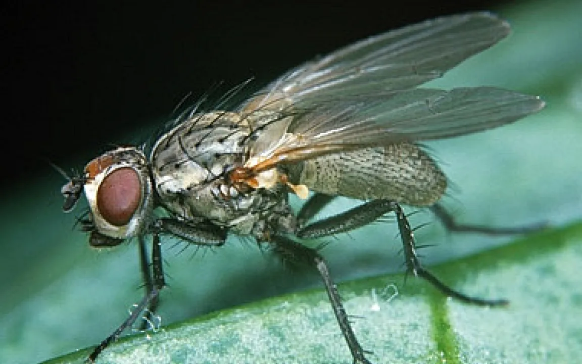 Eine Kohlfliege geht fremd