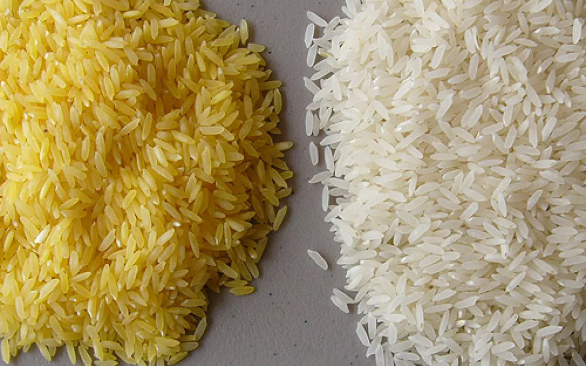 Indien gibt dem „Goldenen Reis“ eine Chance 