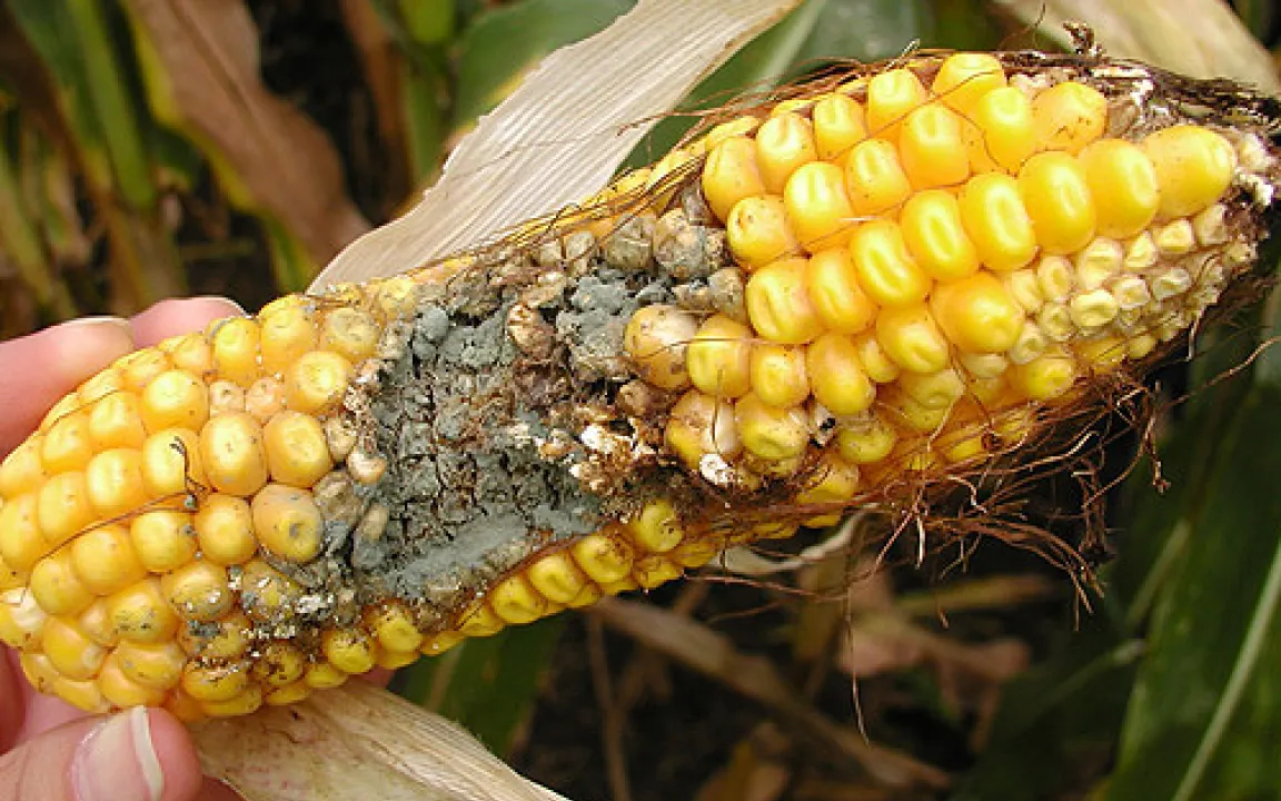 Maisschädling breitet sich in den USA aus