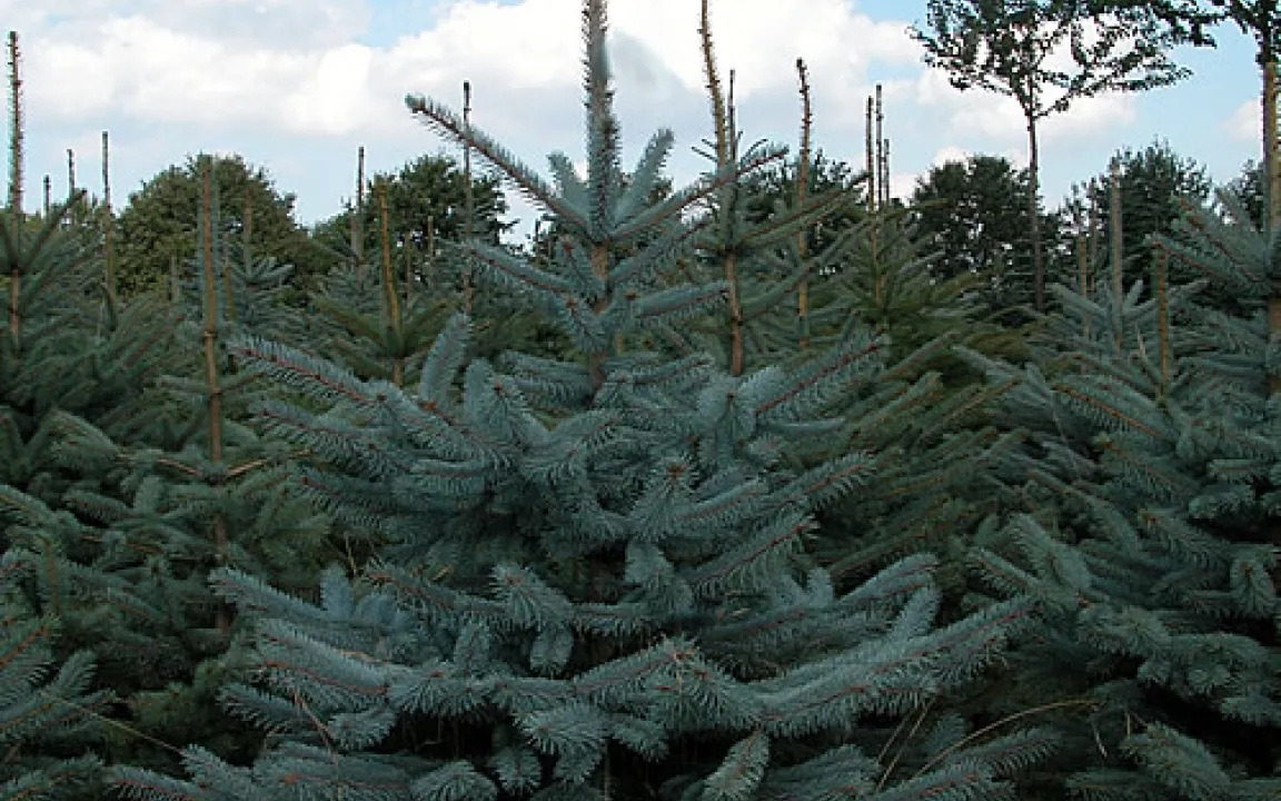 Christbäume – einer schöner als der andere 