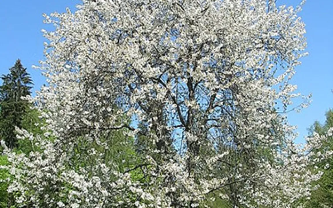 Baum des Jahres 2010 ist die Vogel-Kirsche 