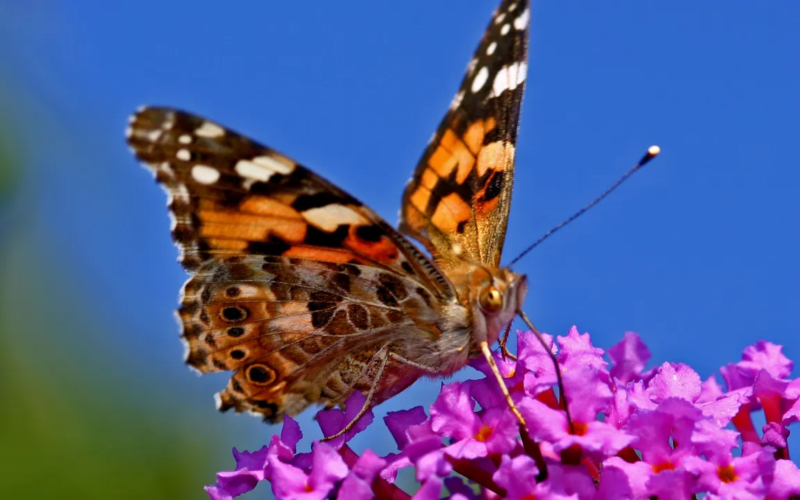 Bt-Mais MON810: EFSA sieht keinen Grund für Anbauverbote