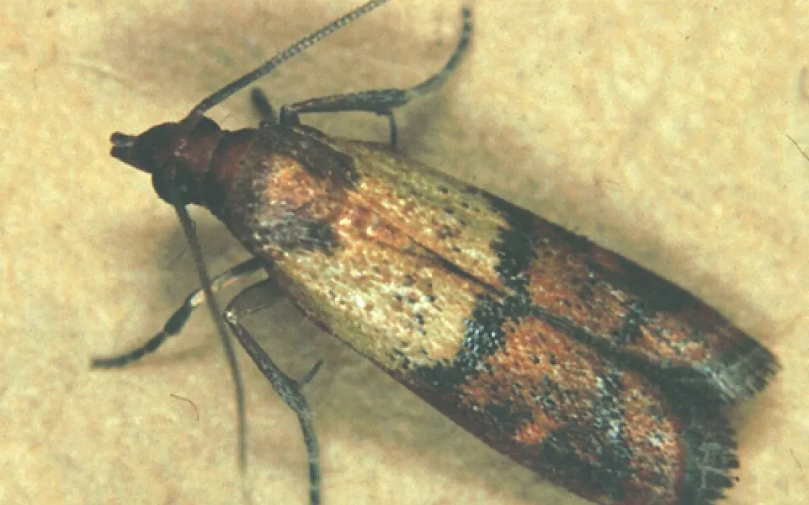 Schlaraffenland im Vorratsschrank