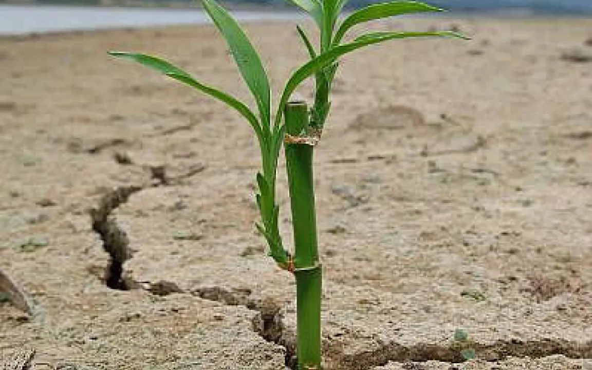 Wertvolle Nahrungsmittel: Millionen Tonnen bleiben auf der Strecke