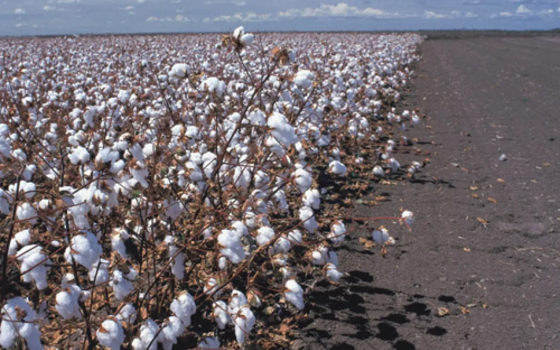 „GVO sparen Geld und schützen die Umwelt“