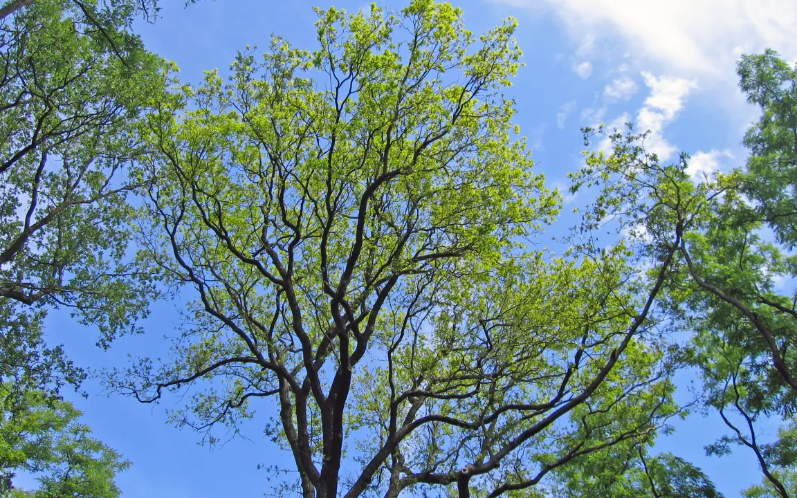 Gesundheit der „Grünen Lunge“ hat sich geringfügig verschlechtert
